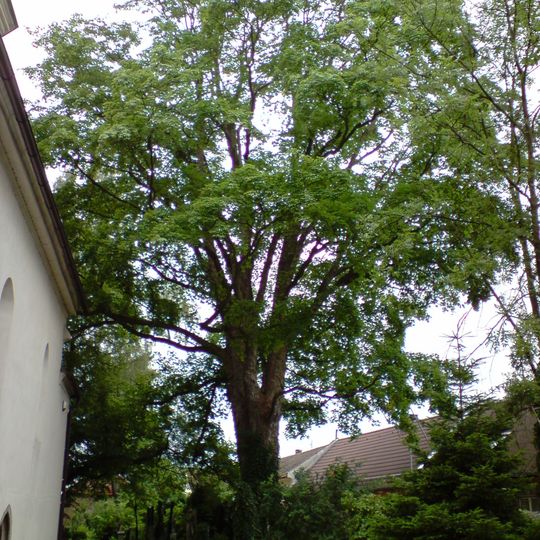 Lípa a klen na hřbitově u sv. Václava