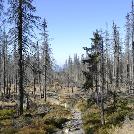 Hochwald und Urwald am Dreisessel