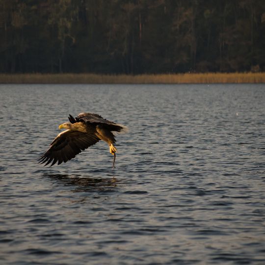 Wälder bei Feldberg mit Breitem Luzin und Dolgener See
