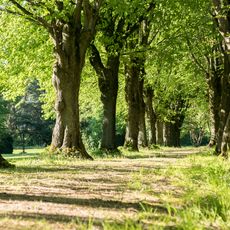 Lindenalleen im Schlosspark Schönberg
