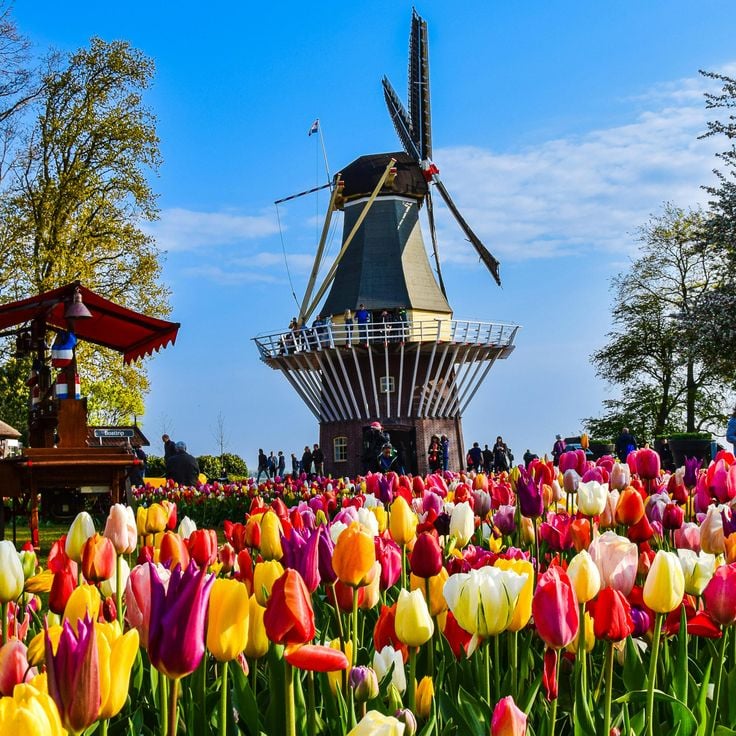 Keukenhof