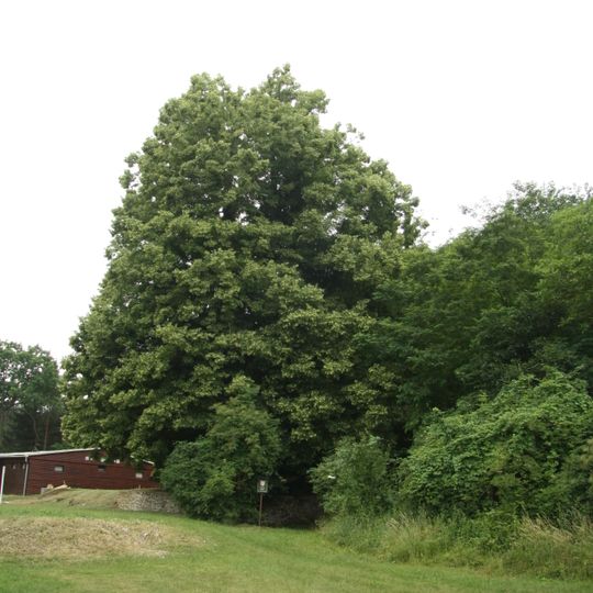 Lípa pod Mohelenskou stepí