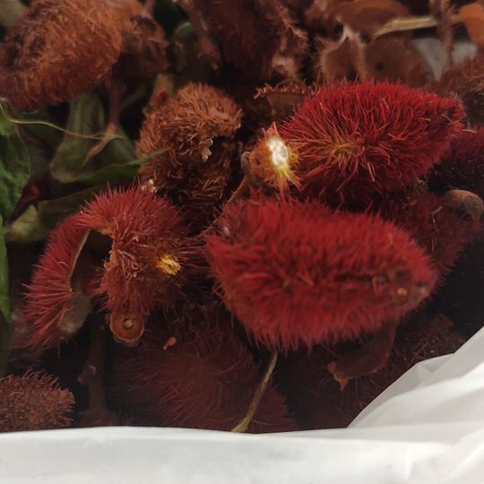 Busto Humbert Terrazas