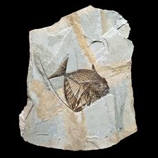 Museo dei Fossili di Bolca