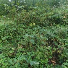 Kalvária, kaplnka krížovej cesty