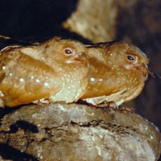 Parc national Carrasco