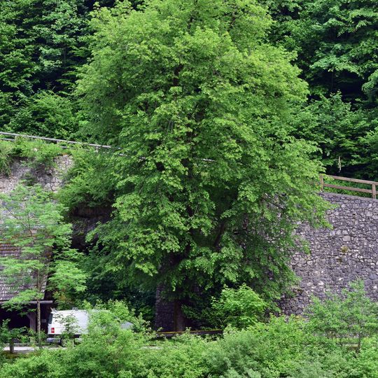 Linde in Kastenreith