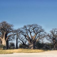 Nxai Pan