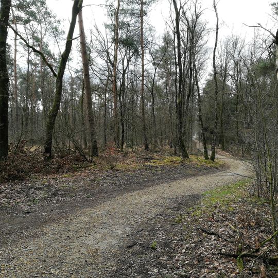 NSG Luentener Wald