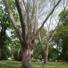 Platany ve Smetanových sadech