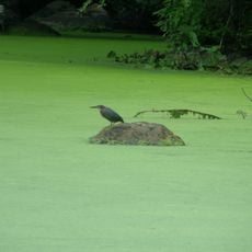 Bartlett Arboretum and Gardens