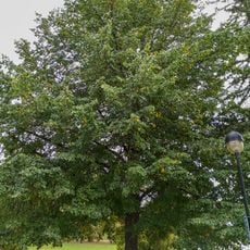 Lípa svobody 1968 (Týn nad Vltavou)