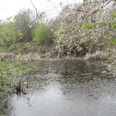 Anton Crescent Wetland