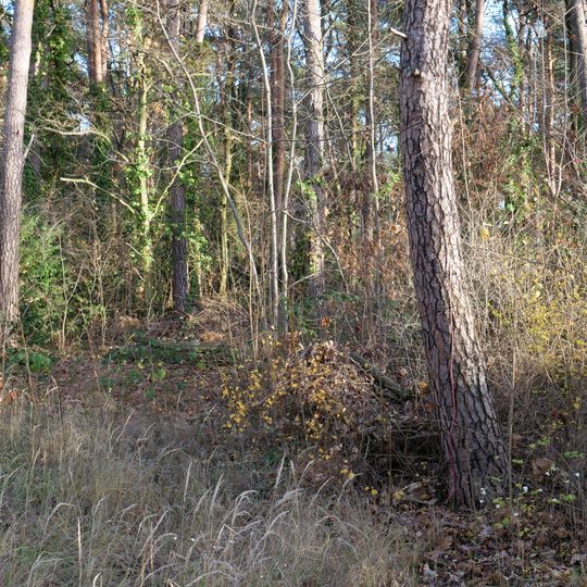 Waldgelände am Oskar-Helene-Heim