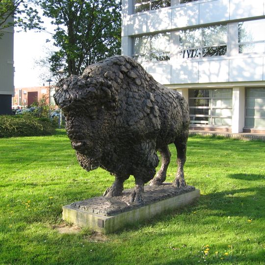Bison