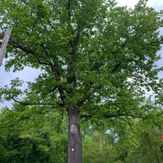 Stiel-Eiche in Weidensdorf