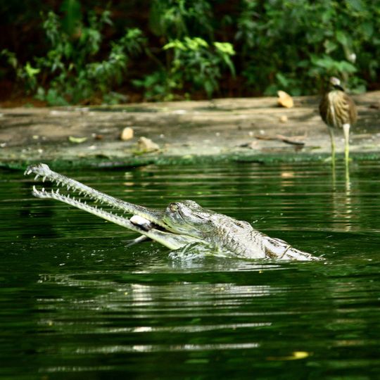 Indira Gandhi Zoological Park