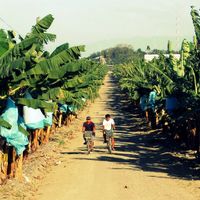 provincia di Davao del Norte