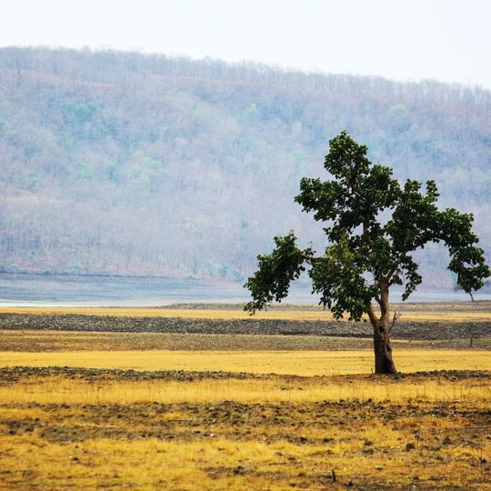 Bor Wildlife Sanctuary