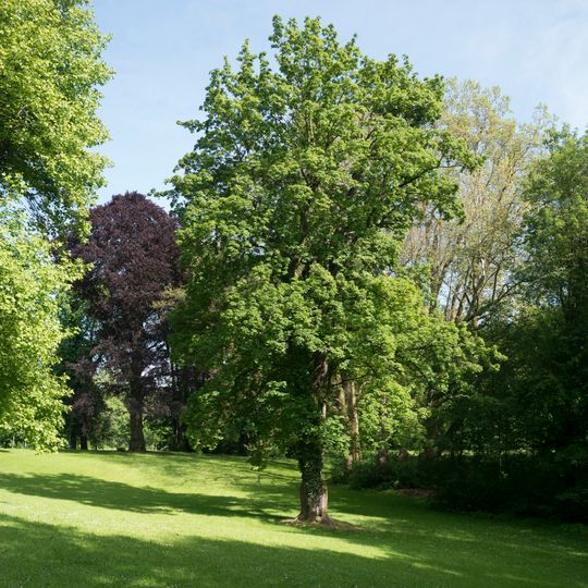 Spitzahorn im Schlosspark Ebelsberg