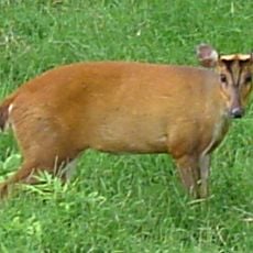 Balpakram National Park