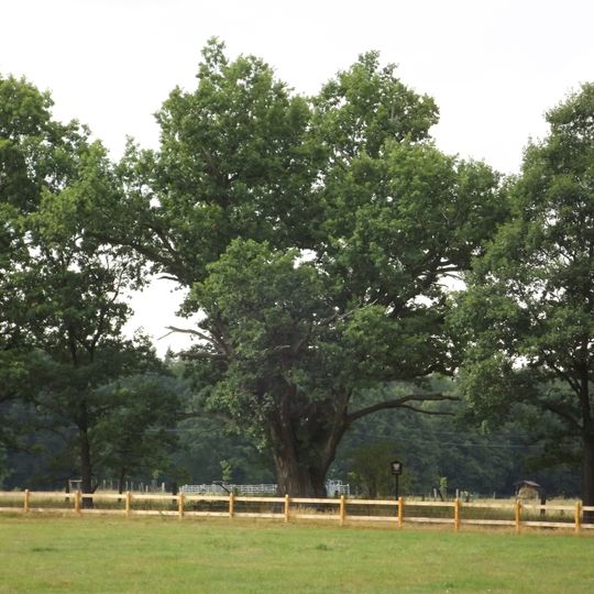 Dub u Zadního dvora 4