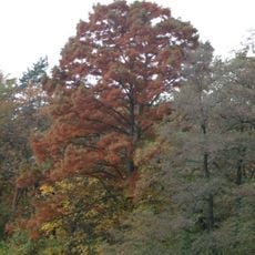 Sumpfzypresse im Volkspark Cottbus