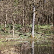 Laubmischwald bei Ahlstadt