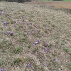 Ptáčovský kopeček