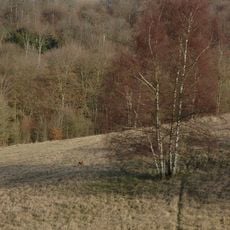 Cotswold Commons and Beechwoods