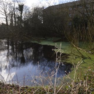 Uxbridge College Pond