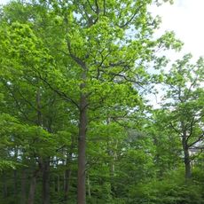 Nature reserve Brzeźniczka