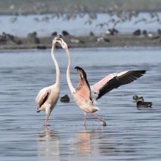 Thol Bird Sanctuary