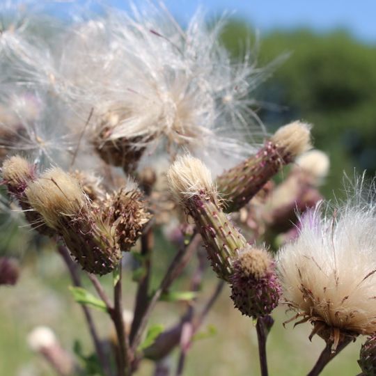 Parc provincial Duff-Roblin