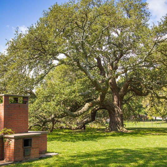 Emancipation Oak