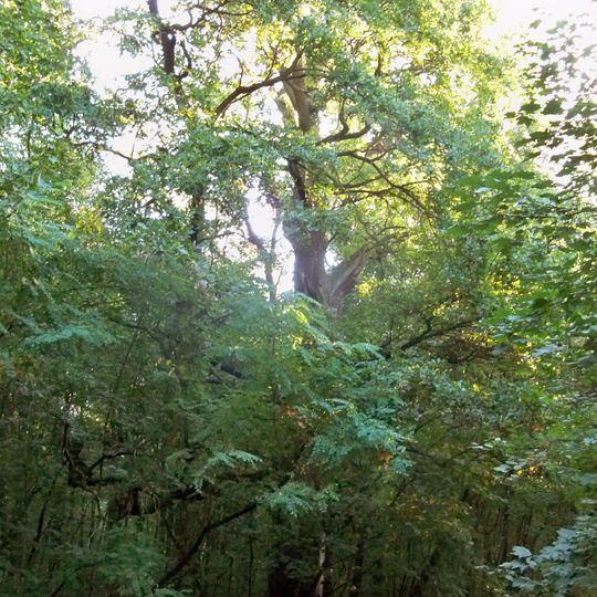 Rezerwat przyrody Jadwisin