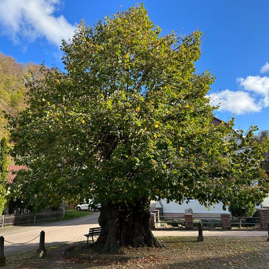 Linde am Dorfanger in Thal