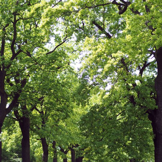 Mittelstreifen Berliner Straße