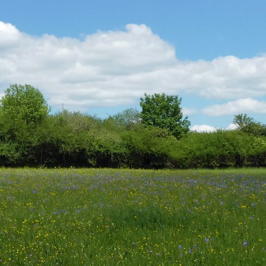Hecke im Gewann Börlenbergegert