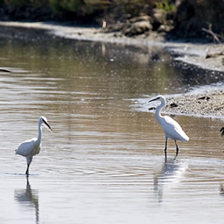 Naturreservat Lilleau des Niges