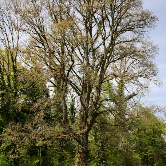 1 Ulme westlich der Lochmühle
