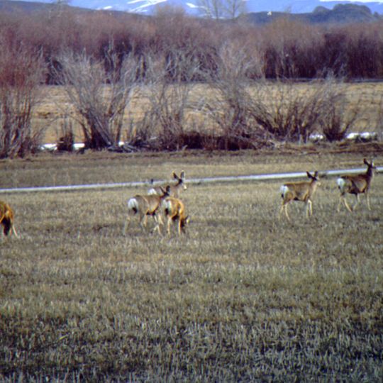Refuge faunique national des prairies de Cokeville