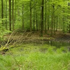 Der Hohe Buchene Wald im Ebracher Forst