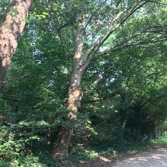 Waldgebiet südöstlich der Heikenberg- Siedlung in Lünen-Alstedde