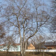 Buk u zábřežského zámku