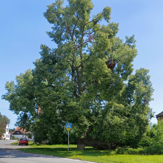 Lípa v Sudoměřicích u Bechyně