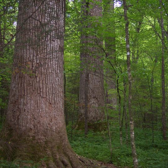 Joyce Kilmer-Slickrock Wilderness