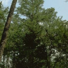 Ozark–St. Francis National Forest