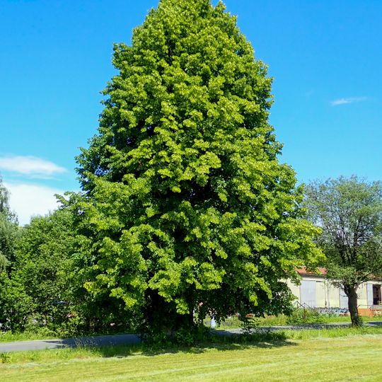 Lípa v Prostřední Lipce