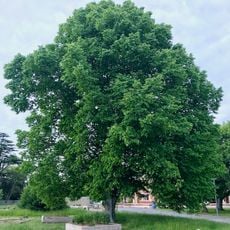 Lincoln University mulberry